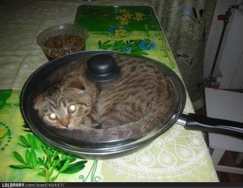 What Chinese Food Has Cat In It?