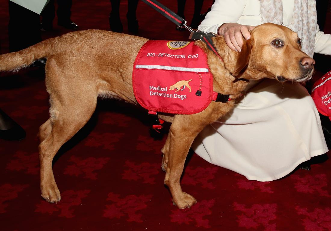 What Do Dogs Do When They Smell Cancer