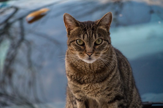 When Will Cats Lose Their Fever Coat?