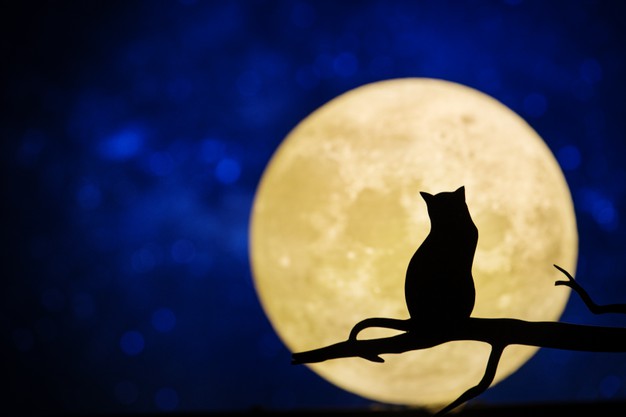 When Will Convenia Bring Down The Fever In My Cat? When Will Convenia Bring Down The Fever In My Cat?