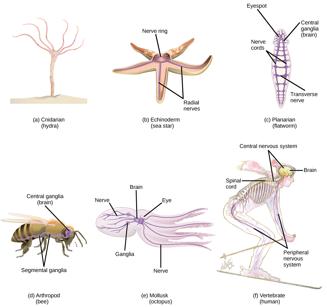Which Animal Has The Most Neurons?