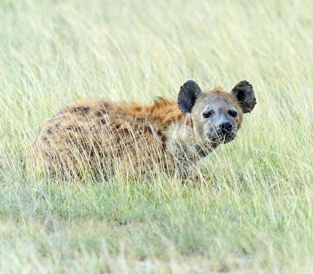 Who Would Win Pitbull Or Hyena?