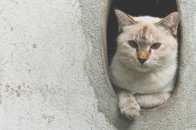 Why Can T Cats Eat Before Surgery?