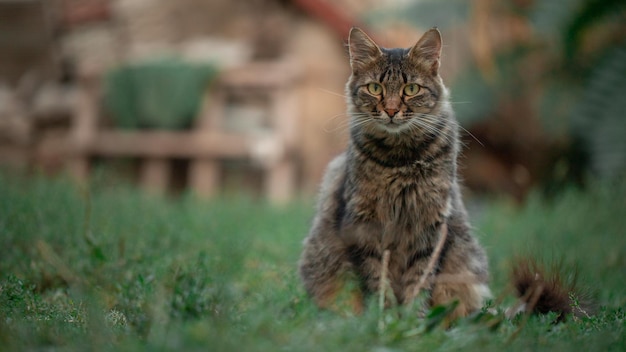Why Do Cats Eat Their Own Kittens?