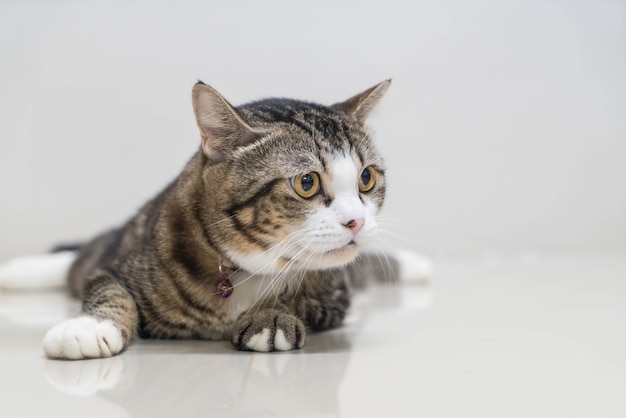 Why Do Cats Only Eat The Head?