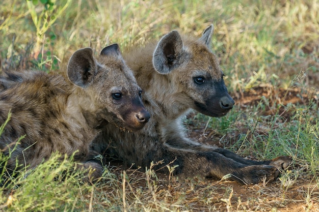 Why Do Hyenas Have A Bad Reputation?