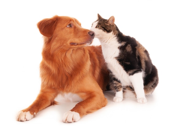 Why Isnt My Cat Eating Well?