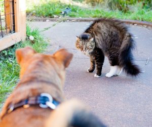 Why Are Cats Scared Of Dogs But Not Humans