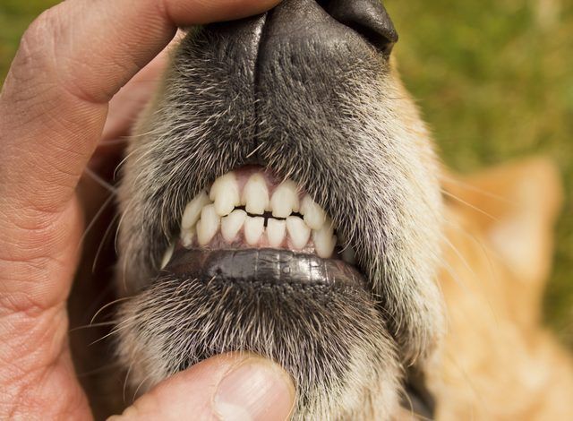Why Does My Dog Grind His Teeth When He Stretches?