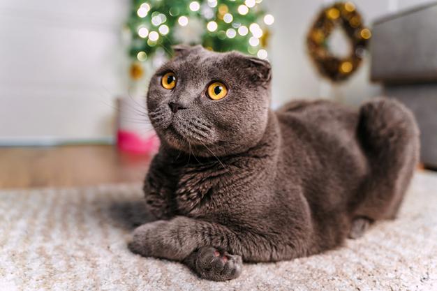 Will A Cat Stuck In A Tree Come Down?