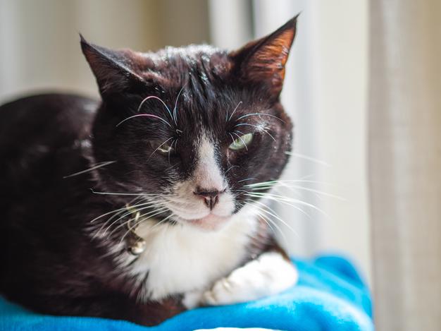 Will A Cat Trim There Own Nails?