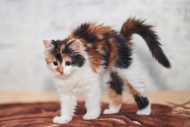 Will A Cats Unborn Kitten Move?