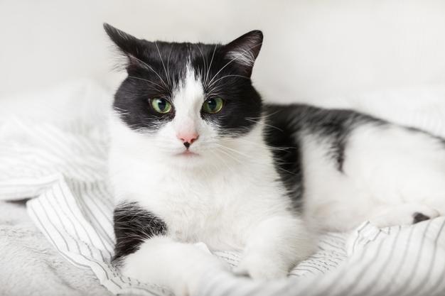 Will A Cattery Take A Cat With Fleas?
