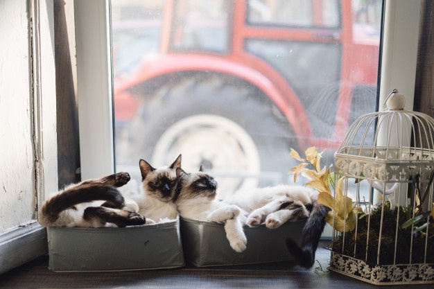 Will A Vet Fix A Pregnant Cat?
