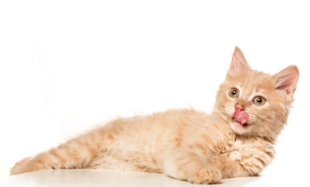 Will Being Around Cats End My Alleegy?