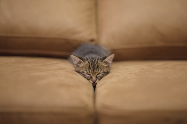 Will Fleas Kill A Cat?