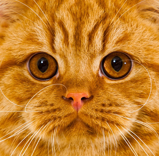 Will Frankincense Hurt My Cat?