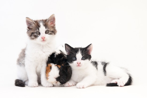 Will Frontline Kill Ear Mites In Cats?