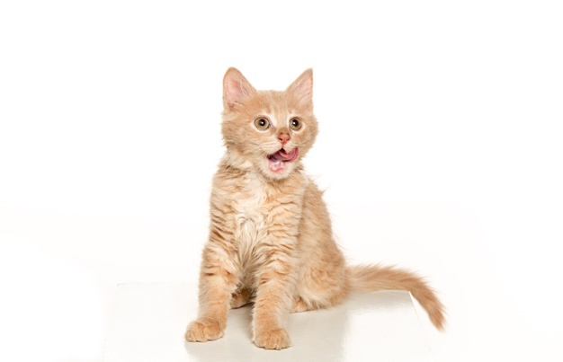 Will The Dryer Get Rid Of Cat Hair?