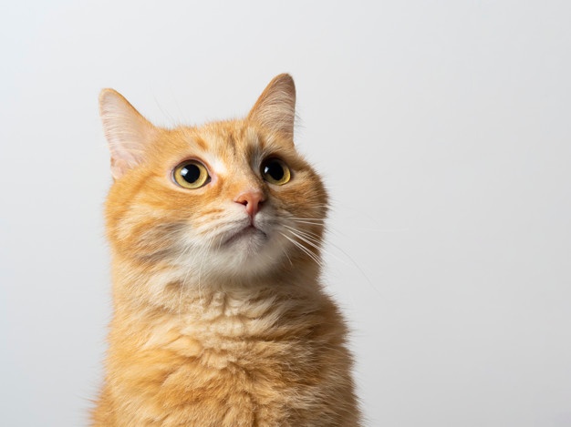 Will The Vet Cut My Cat