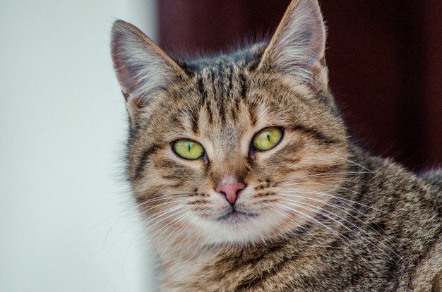 Will Tiki Torches Affect Cats Inside? Will Tiki Torches Affect Cats Inside?