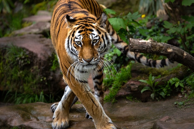 Would A Cat Eat You If You Shrank?