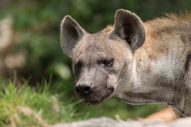 Would A Hyena Kill A Pitbull?