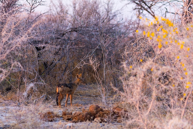 Would Hyenas Attack Humans?