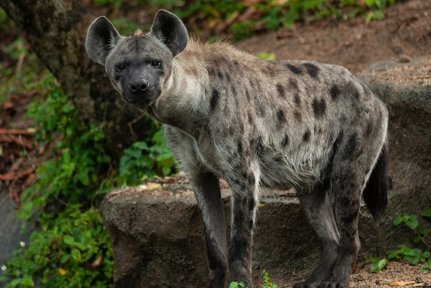 Would Hyenas Be Called Big Cats?