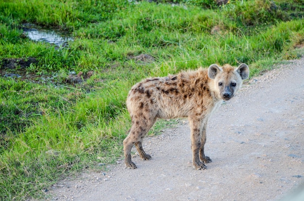 Would Hyenas Be Domesticated?
