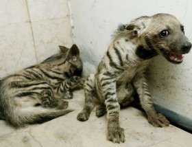 Striped Hyaena cubs in captivity/Rangaranjan/Gulf News