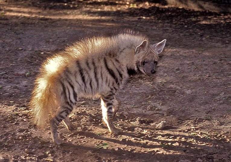 Striped Hyaena (Hyaena hyaena)