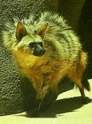 Aardwolf: Social Behavior