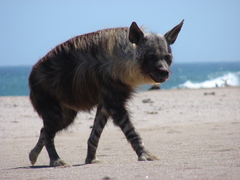 Brown Hyaena: Distribution and Habitat