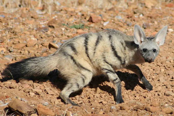 Aardwolf: Status and Conservation