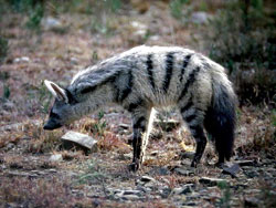 Aardwolf: Distribution and Habitat
