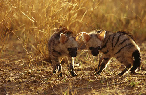 Aardwolf: Reproduction