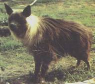 Brown Hyaena: Physical Description