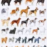 Dog Breed Choices for Children With Allergies