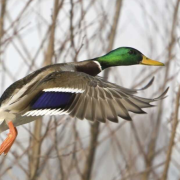 How To Do Duck Hunting?