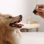 How Pet Owners Are Using CBD To Help Their Pets