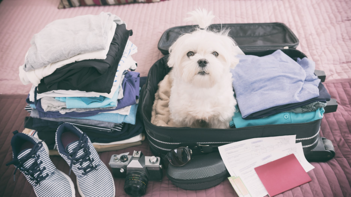 How To Take A Vacation With Your Pet