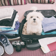 How To Take A Vacation With Your Pet