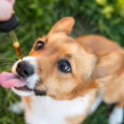 4 Ways To Give CBD Products To Your Pets