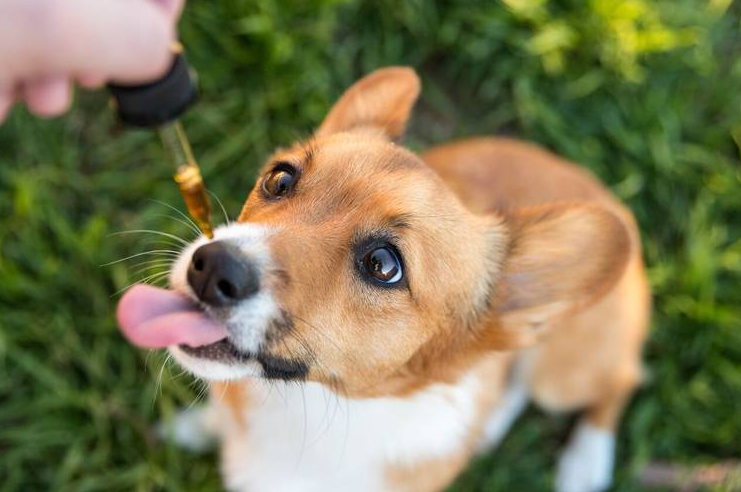 4 Ways To Give CBD Products To Your Pets