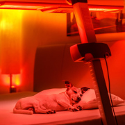 Is Red Light Therapy Safe For Pets And Animals?