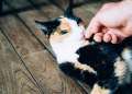 Why Getting a Pet When Moving Abroad Can Be Life Changing