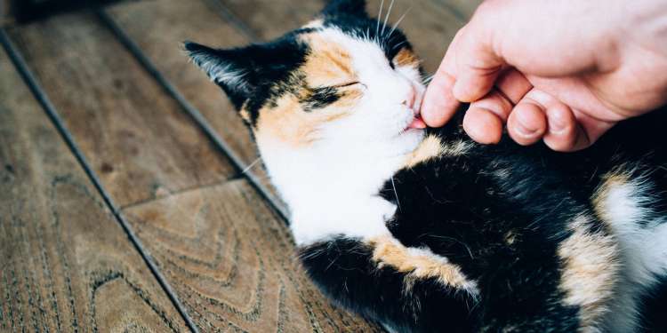 Why Getting a Pet When Moving Abroad Can Be Life Changing